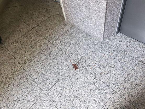 이건데 사진을 좀 못 찍어서.. 지금 집 가서 남아있으면 사진 더 찍어볼게. 저거 엘베에도 저런거 묻어있어..ㅠㅠ