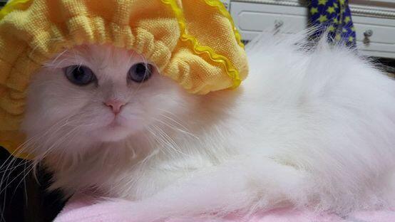 사진 이래올리면 되는거야..?