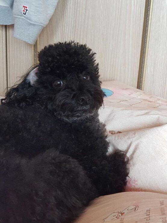 우리집 갱얼쥐야