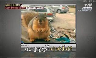 눈정화용