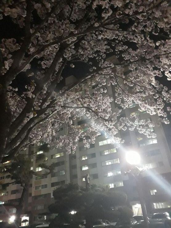 제법 그럭저럭인 하루! 내일은 음악시간 있네 오아아! 기뻐!! 수련회 장소는 의령! 벚꽃잎 내린거 너무 이뻐! 배 고파! 노래 좋아! 오늘 집에