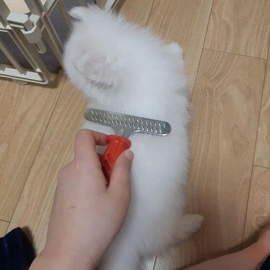 >>31 나도 궁금해서 지금 털 정리하고있어!