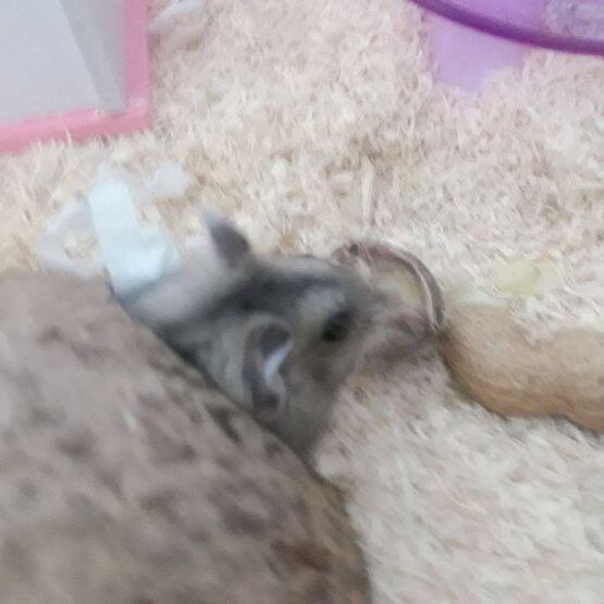 갹