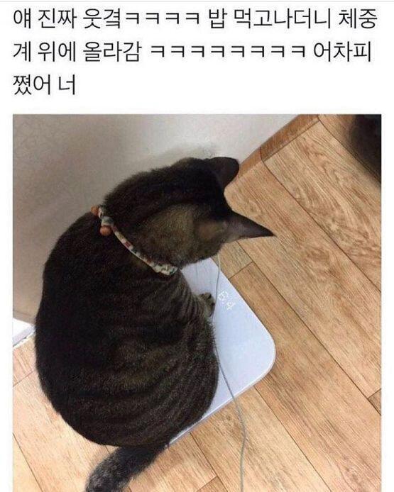 야옹이