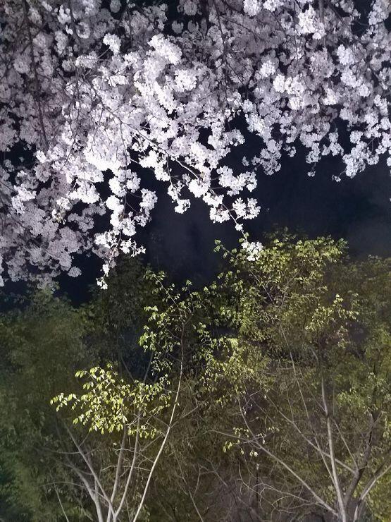 집앞 공원 벚꽃