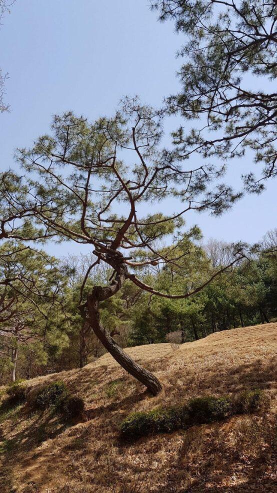 꽃은 아니지만, 내가 제일 좋아하는 소나무..