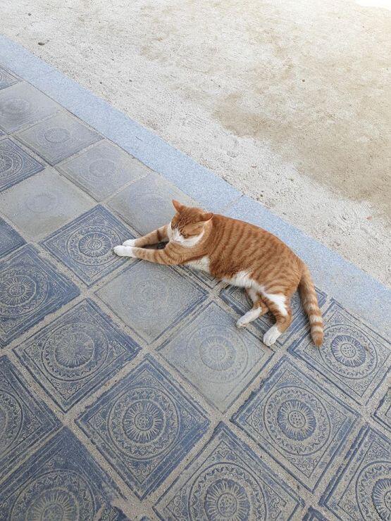 절에 왔는데 고양이 있어 ㅋㅋㅋㅋㅋ 졸라 귀엽다 손은 동생 손임...