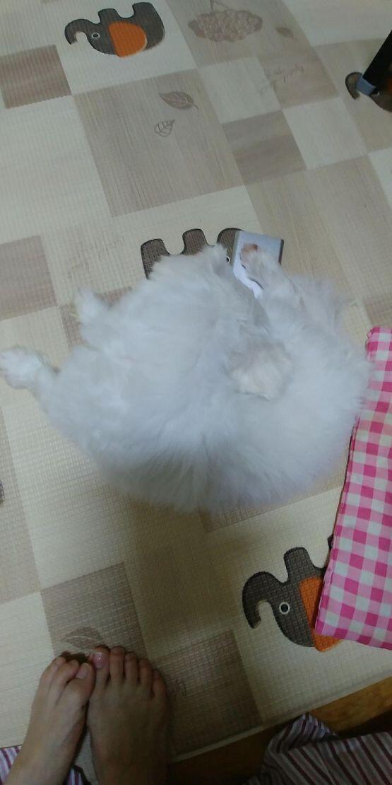 우리테오는 잠자는것을 항상 좋아한다 그래서 늘 벌러덩 벌러덩 하고 눕는다... 잠도 하루에 3시간씩은 꼭꼭 잔다 잠의 화신 마냥