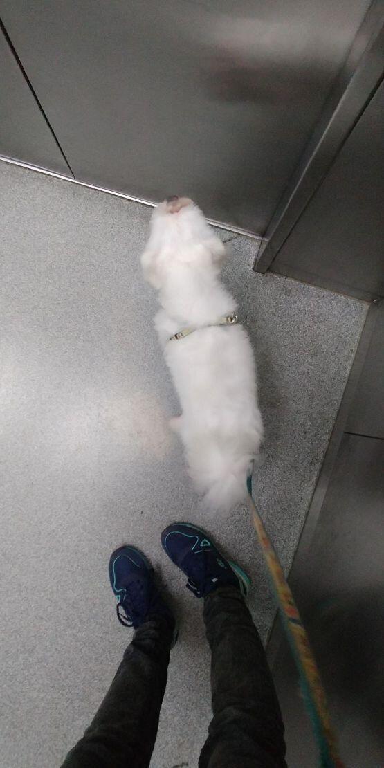 우리 테오는 산책 광이다 산책을 너무 좋아한다... 엘레베이터 문앞에서 꼬리를 흔든다...