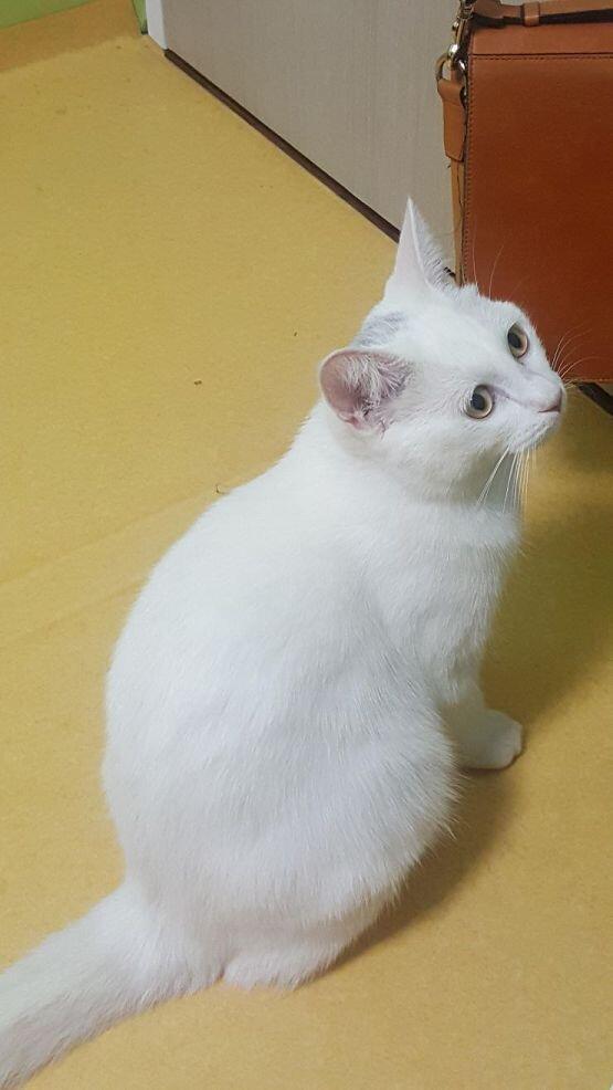 우리집 고양이