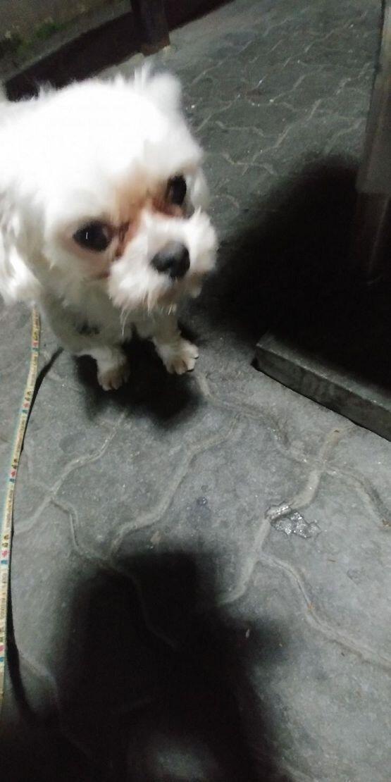 테오는 진짜 가끔보면 원숭이 닮았지만 귀엽다... 하루에 3번 산책...