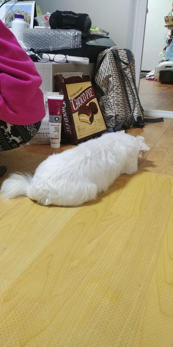 테오는 진짜 가끔보면 원숭이 닮았지만 귀엽다... 하루에 3번 산책...