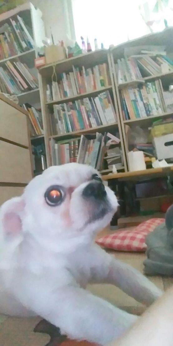 테오는 만인의 천사이다 꾸벅 꾸벅 조는것도 귀엽다