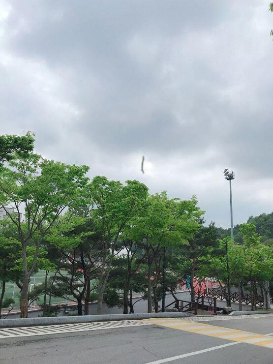 평소에는 그냥 묶고 댕김.... 길이 다른 이유는 나름 조금 위로 묶은거라굿...티는 안나지만.... ((이 사진은 어제 거미줄에 매달린 애벌레