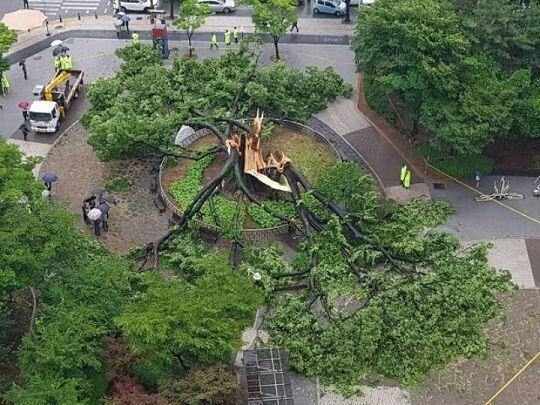 이건 작년에 있던 사건들인데 저나무는 1790년 조선 정조대왕이 '수원화성'을 축성할 때 나뭇가지를 잘라 서까래를 만들었고 나라에 큰 어려움이