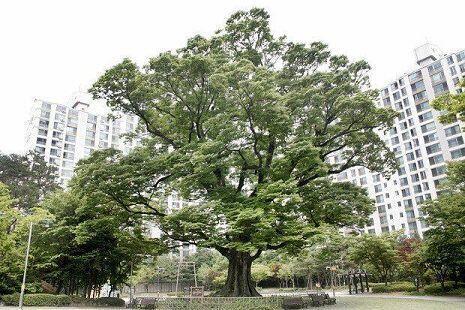 이건 작년에 있던 사건들인데 저나무는 1790년 조선 정조대왕이 '수원화성'을 축성할 때 나뭇가지를 잘라 서까래를 만들었고 나라에 큰 어려움이