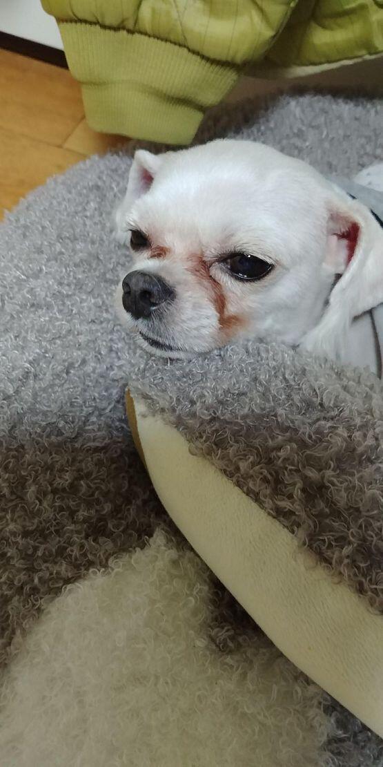 >>21 귀엽다해줘서 고마워