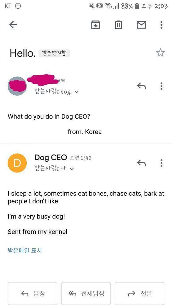 나도 이거 보고 보내 봤더니 왔네 ㅋㅋㅋㅋ 한국에 사는 개 만나봤냐고 보내볼까?