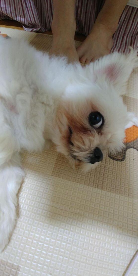 >>33 응 너도 행복해질겨 ... 그런데 강아지 뭐 키워? 어떤 아이인지 몰라도 귀엽겠다... 난 말티즈 키워 6살 된 아가야 ㅎㅎ