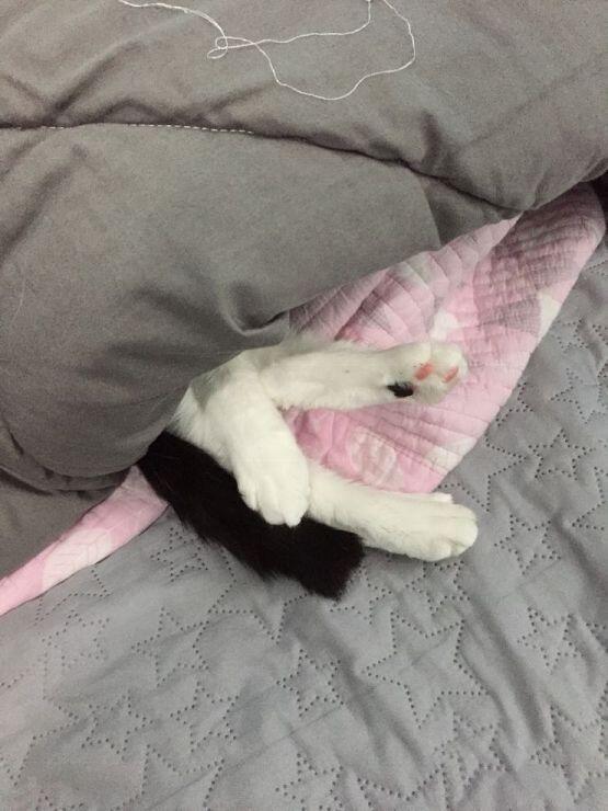 여러분 하이하이~! 오랜만입니다! 자식자랑하러 돌아온 팔불출 집사 스레주에요~ 내새끼들 대체 왜 저러고 자는지 알려주실분.....?