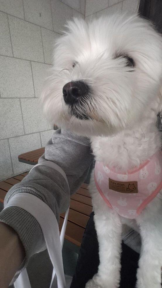 오늘자 사진 산책 나왔다. 예방접종날에 동물병원 휴무라니 운 좋은 놈..ㅋㅋ