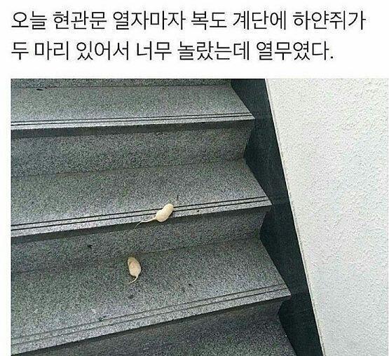 햄찌들 귀여운 거 보고 나도 뭔가 올려보고 싶어