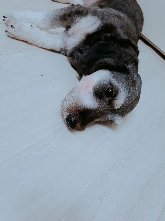 우리집 멍멍이얌