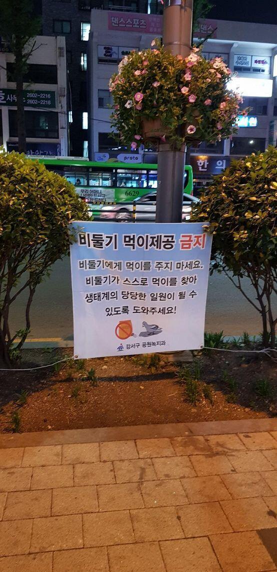 우리동네 얼마나 비둘기가 많은거야...