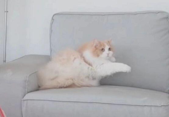 디디 고양이 만지고 싶어