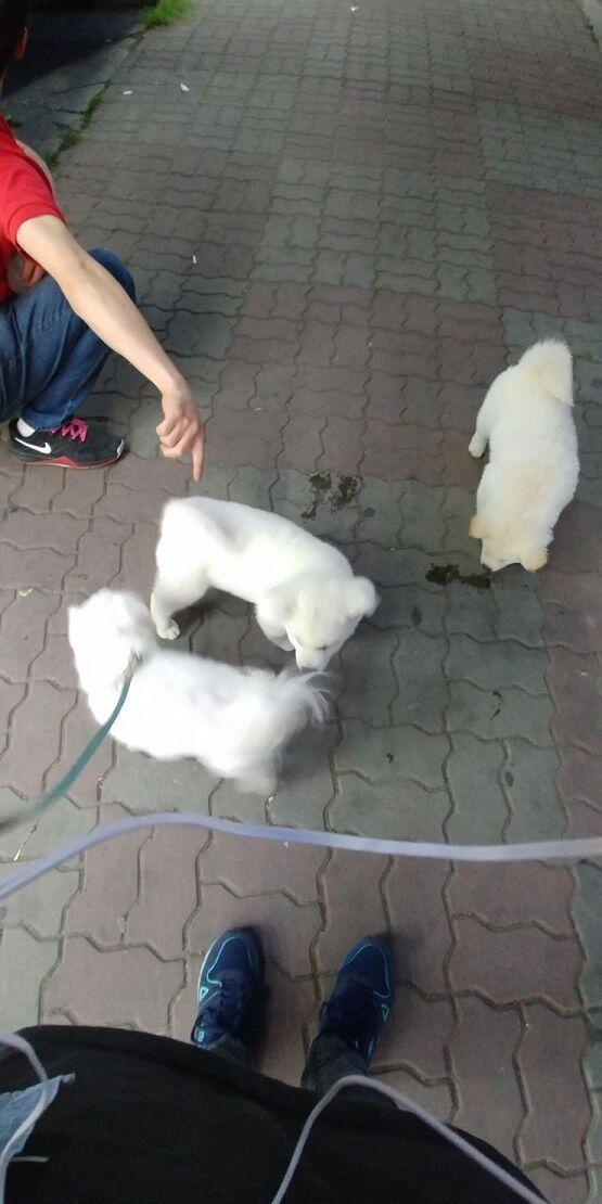 오랜만에 산책나온 테오!! 멍멍멍!!