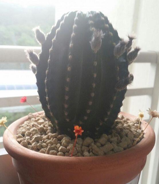 청소하면서 드라이 플라워로 장식해줬어 외롭지 않아 보여!