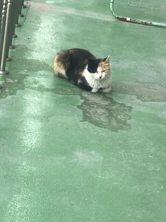 밥 달라고 야옹야옹 거림 냥아치...