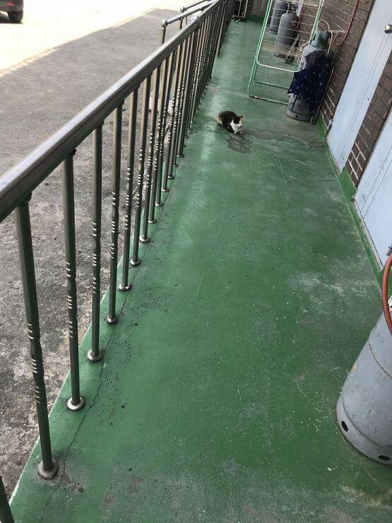 밥 달라고 야옹야옹 거림 냥아치...