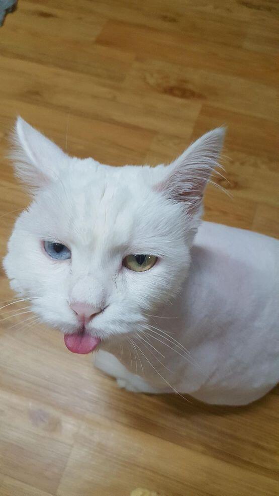 우리집고양이야 귀엽지ㅋㅋ