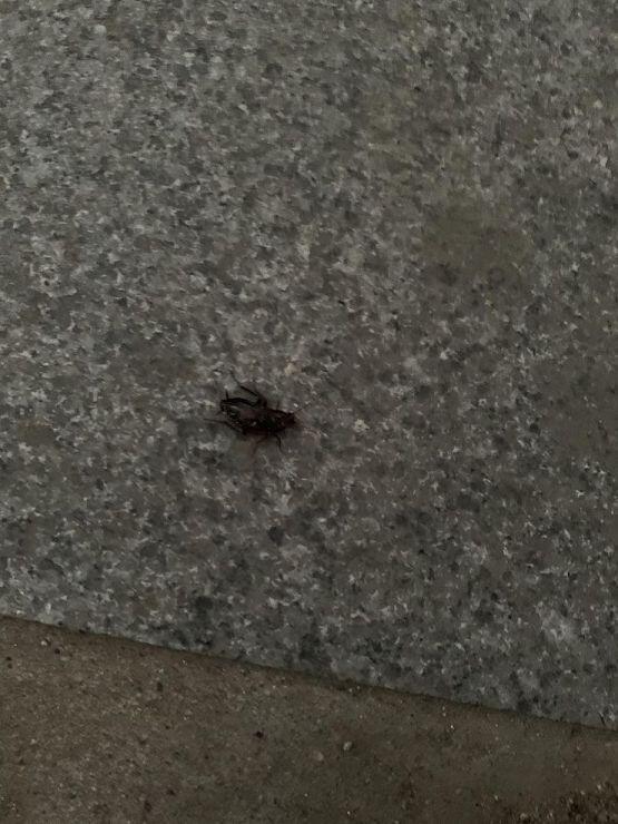 까꿍