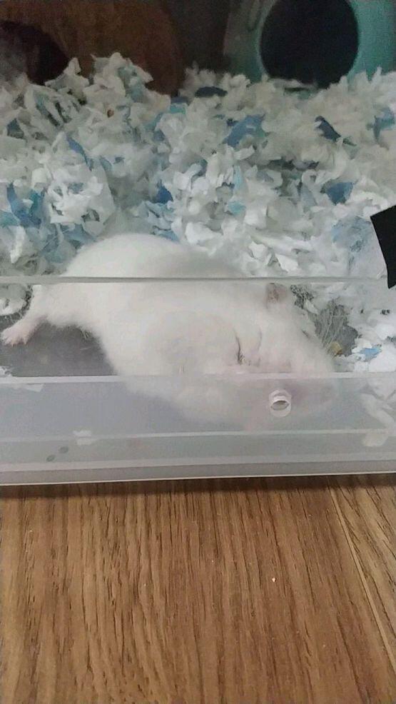 예전 집주인과 예전에 살았던 집주인이 뜷어놨던 구멍 핥는 지금 키우는 햄찌... 저 나사 몇번 빠지더니 없어졌어....