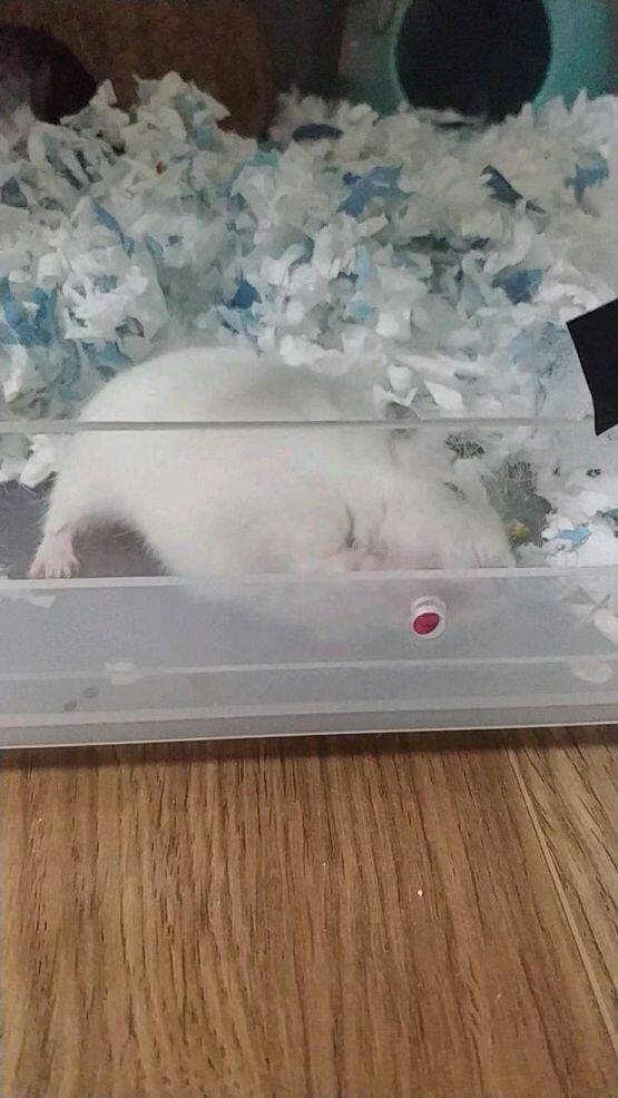 예전 집주인과 예전에 살았던 집주인이 뜷어놨던 구멍 핥는 지금 키우는 햄찌... 저 나사 몇번 빠지더니 없어졌어....