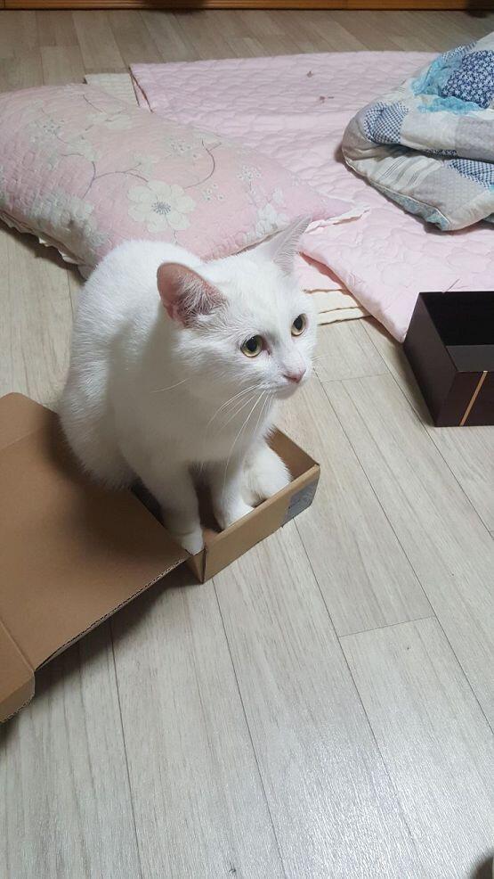 앗 귀여워 우리집 고양이 그려줭