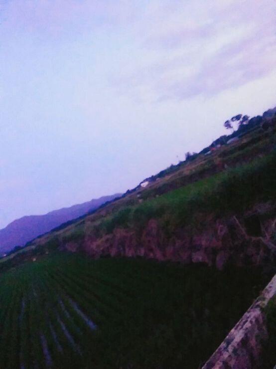 계단식 논이야 논