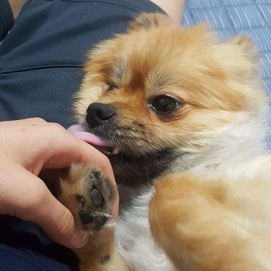 우리집 강아지 보고가