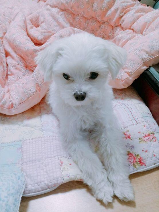 우리집 멈머도 봐조