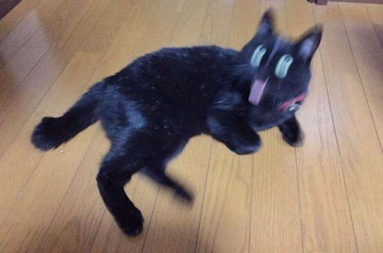 >>987 입체적인 고양이
