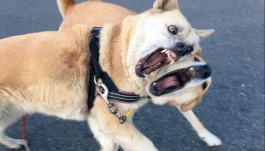 여기서 사실 하나를 말하자면 동생은 그걸 원했다고 한다. 귀신 뭐 그런 시덥지도않은 그런것들 말고 그냥 겁에 벌벌떨때 자신이 놀래키면 나와 A,