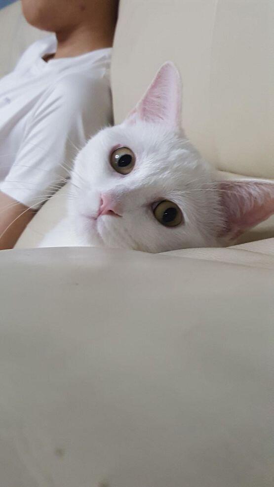 우리집 고양이 그려조