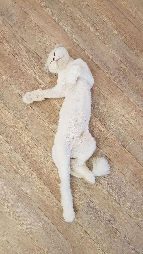 동물도 되는거 같아서 부탁할게! 고양이카페 갔다가 이것이 냥팔잔가 싶어서 찍은사진이야...ㅎ