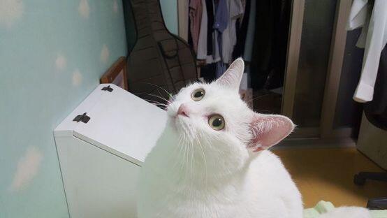 우리집 고양이 그려조