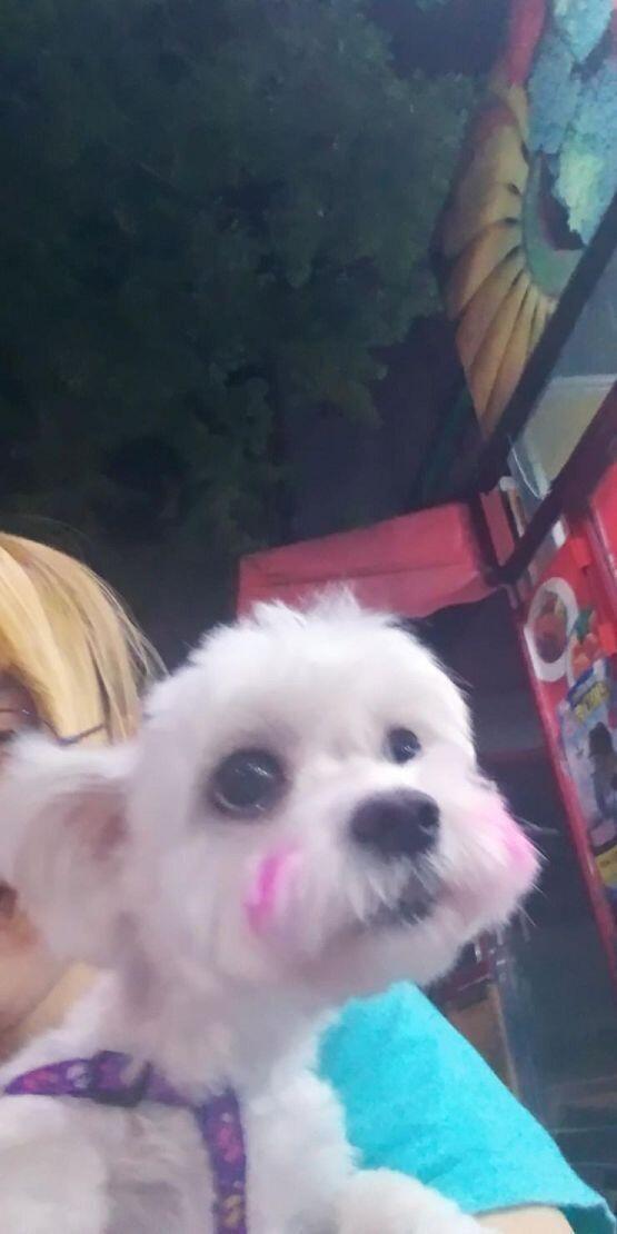 오랜만이야 레스주들!! 오늘은 테오가 드디어 여자친구가 생겨서 사진 찍어봤어 이름은 딸기!!