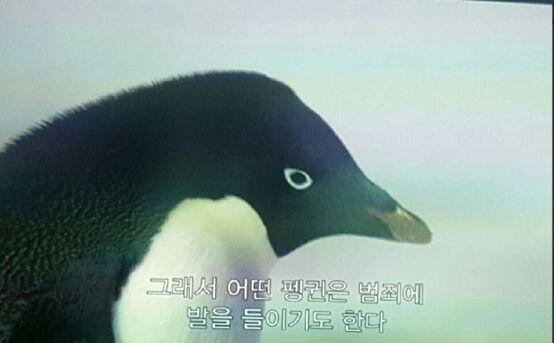 이것들 부탁해 레주!