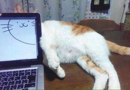 냥