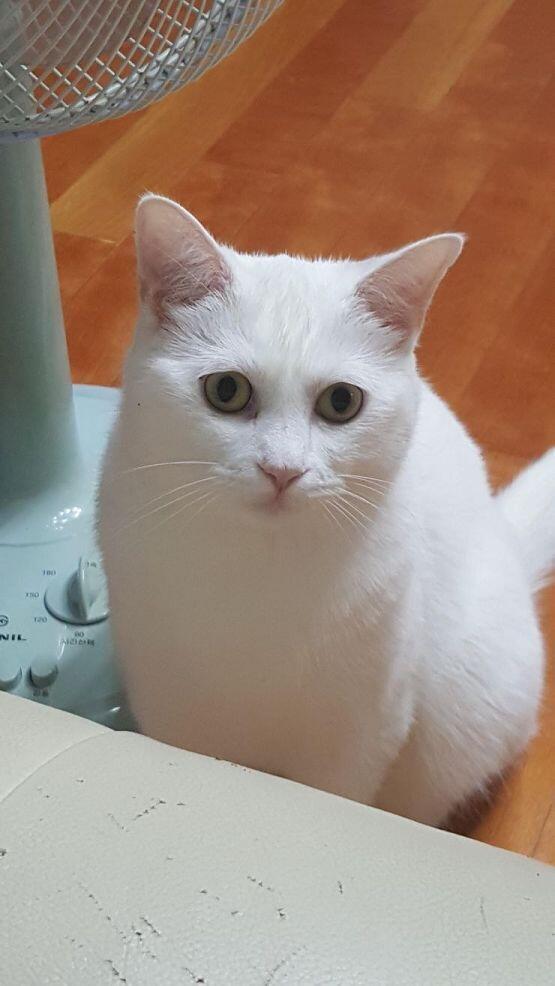 나도 질수없뜸 귀엽지않니? 난 얘 맨날 보고 직접 만지고 밥도주고 야옹야옹 소리도듣는다 부럽지부럽지 에베베베베베베~~~~~